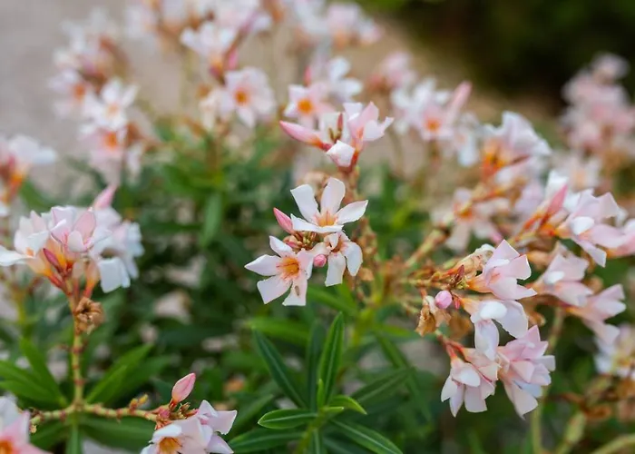 Townhouse Lotus - Modern 2-br Retreat Near The * Pegeia